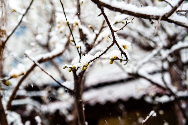 雷亚尔再次